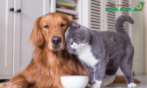 Kinh Nghiệm Thực Tế Cho Thú Nuôi Đi Máy Bay EVA Air An Toàn